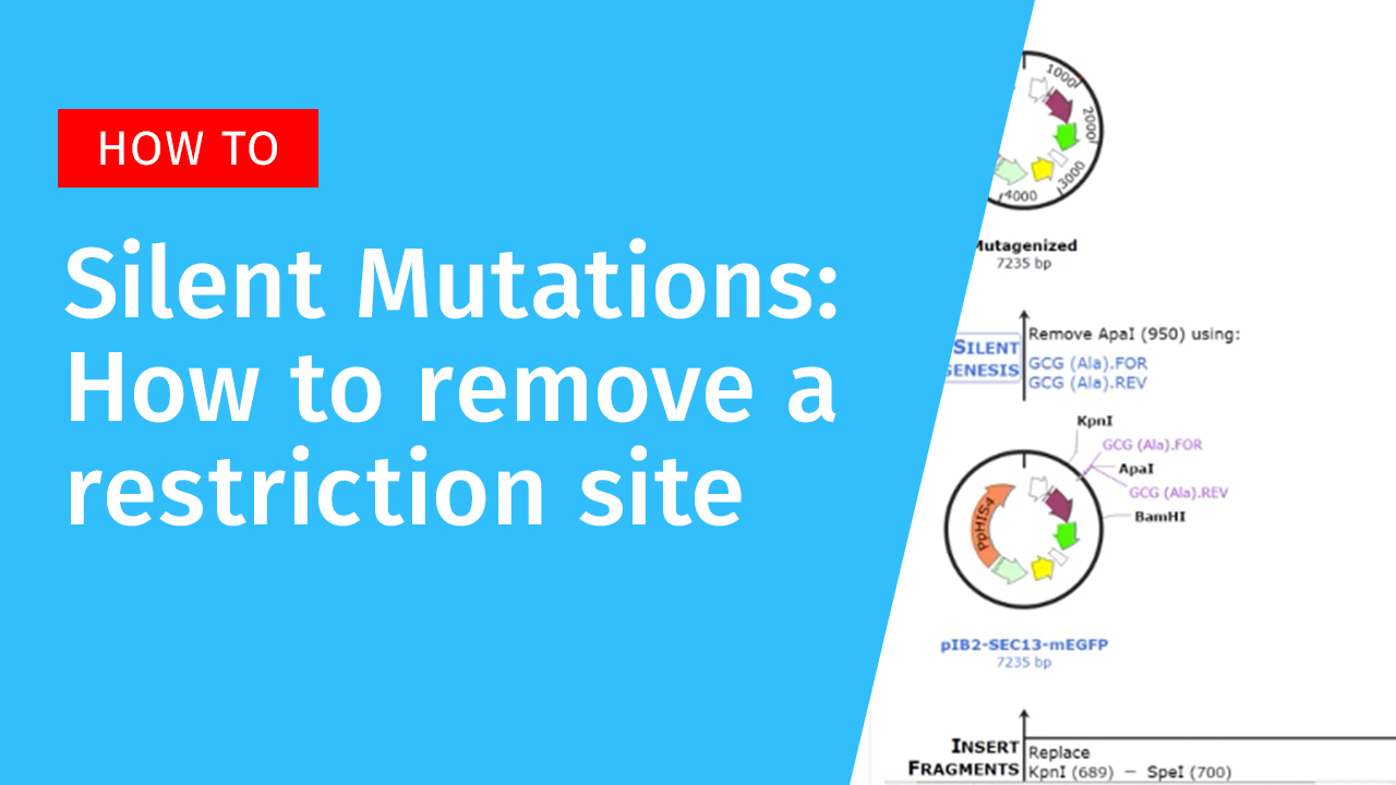 Silent mutations How to remove a restriction enzyme site